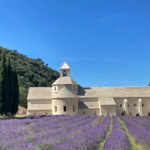 Abbaye de Sénanque et ses lavandes Gordes Visite Guidée Visita guidata lavanda